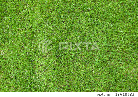 Grass Grass 13618933