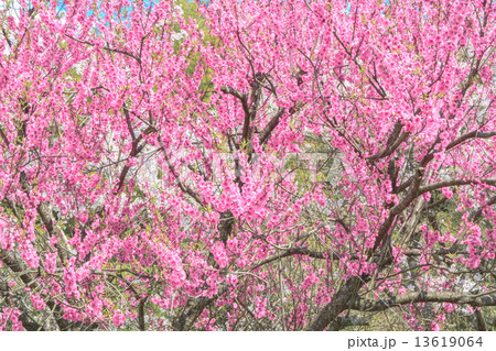 桃の花 桃の花 13619064