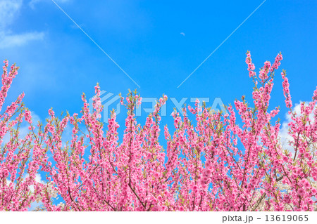 桃の花 13619065