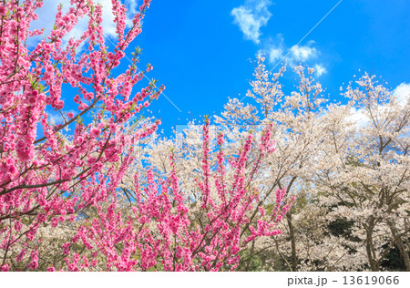 桃の花と桜の花 13619066