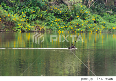 Black swan and its mate are swimming in the lake 13619386