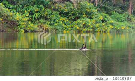 Black swan and its mate are swimming in the lake Black swan and its mate are swimming in the lake 13619387
