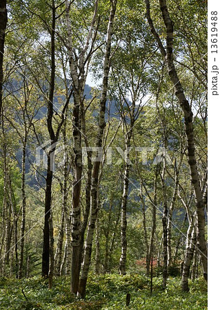 美ヶ原高原 白樺平レンゲツツジ の写真素材