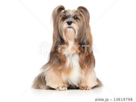 Lhasa Apso on a white background 13619798