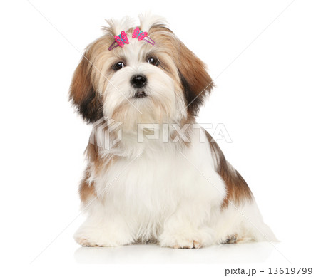 Lhasa Apso on a white background Lhasa Apso on a white background 13619799
