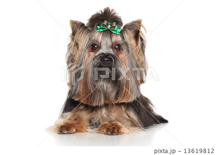 Yorkshire terrier Yorkshire terrier 13619812