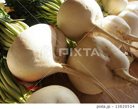 桜島大根 13620514