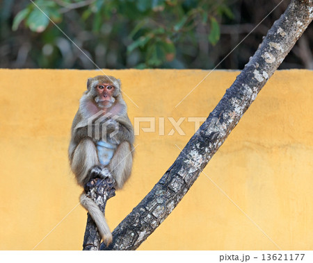 Monkey portrait on a tree 13621177