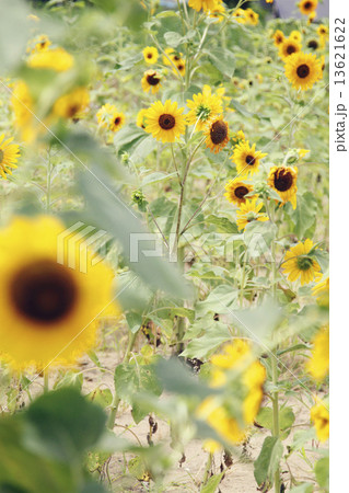 ひまわり 13621622