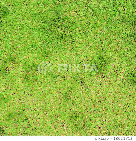 Grass Grass 13621712
