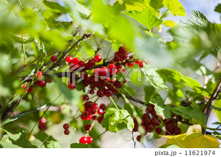 Branch of red currant 13621974