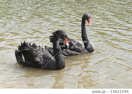 Two black swans Two black swans 13622294
