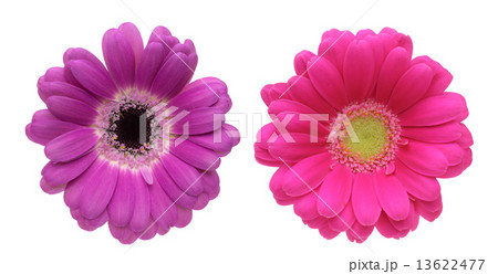 ガーベラ ガーベラ 13622477