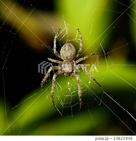 Big spider on the web 13622936