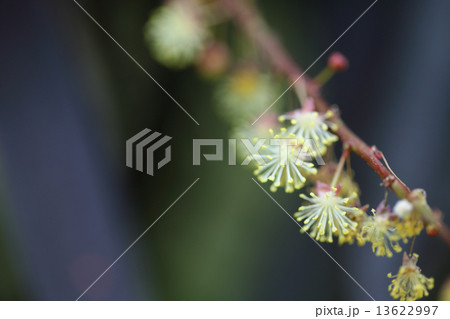 クロトンの花 クロトンの花 13622997
