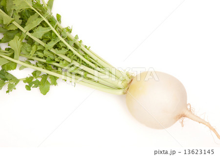 丸大根 13623145