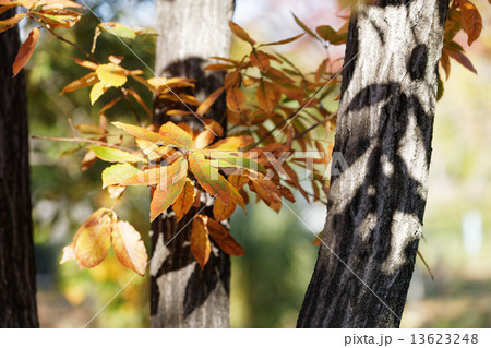荒川自然公園のコナラの紅葉 13623248