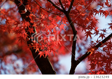 荒川自然公園のモミジの紅葉 13623249