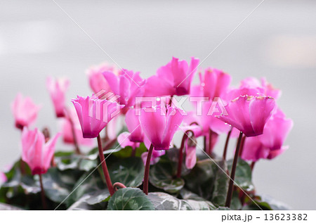 シクラメン 13623382