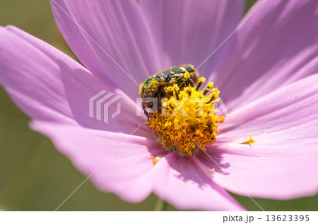 ハナムグリとコスモス ハナムグリとコスモス 13623395