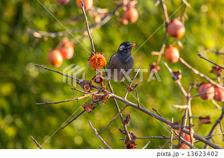 柿の木にとまる椋鳥 13623402