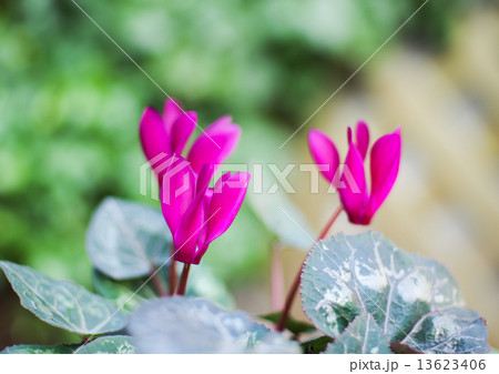 シクラメン 13623406