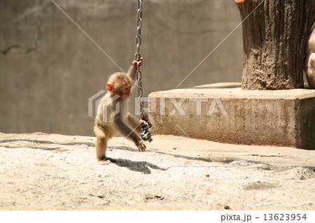 やんちゃさる 13623954
