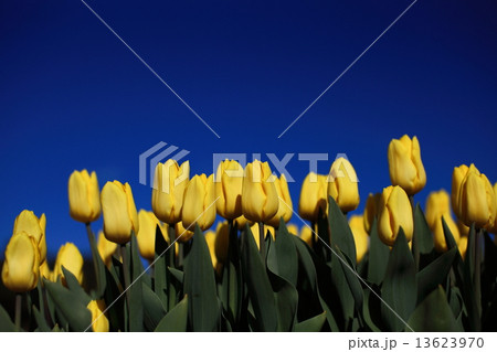 チューリップ 13623970