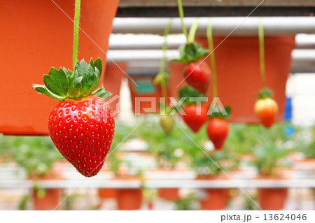 Hanging strawberry fruits form pot 13624046