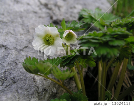 キタダケソウ 13624112