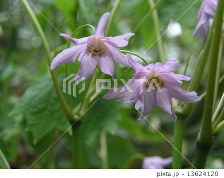 トガクシショウマ トガクシショウマ 13624120