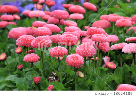 デージー デージー 13624189