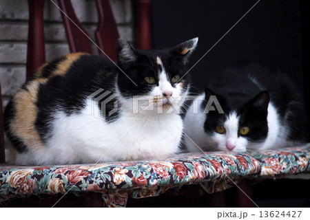 親子猫 親子猫 13624427