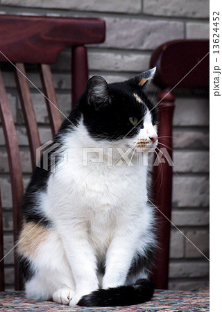 あっち向いてホイ(猫) あっち向いてホイ(猫) 13624452