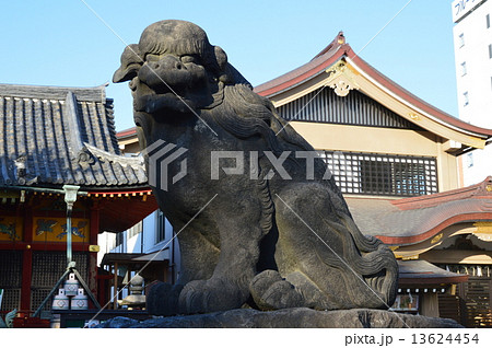 狛犬(浅草神社/東京都台東区浅草) 狛犬(浅草神社/東京都台東区浅草) 13624454