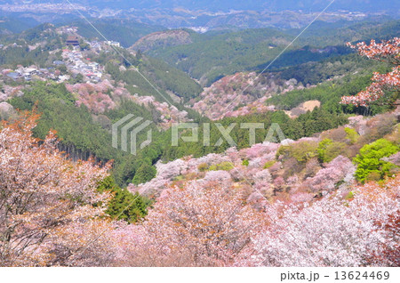 吉野山の桜 吉野山の桜 13624469