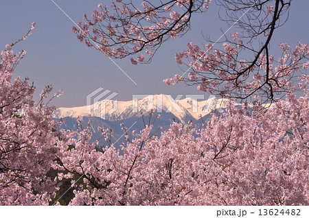 高遠の桜 13624482