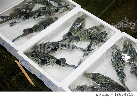 魚市場活とらふぐ 13624819