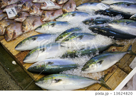 魚市場ブリと鯛 13624820