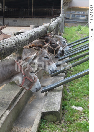 ポニーのお食事風景 13624842