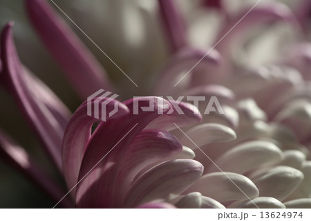 菊の花びら 13624974