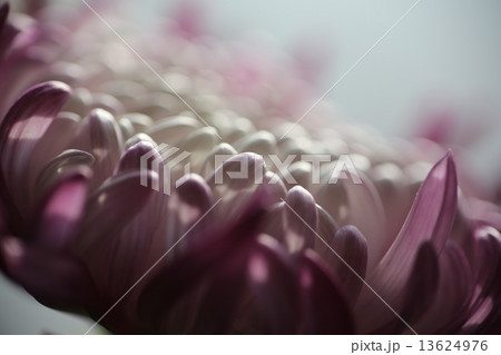 菊の花びら 13624976