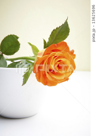 オレンジ色のバラ オレンジ色のバラ 13625696
