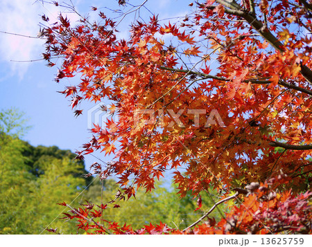 青空と紅葉 13625759