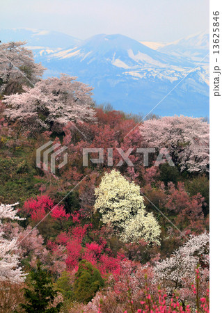 花見山吾妻小富士 花見山吾妻小富士 13625846
