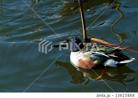 上野の不忍池のハシビロガモ 上野の不忍池のハシビロガモ 13625868