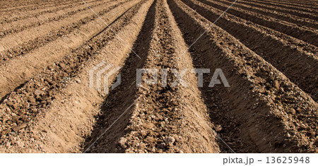 soil preparation for sowing vegetable in field agriculture. soil preparation for sowing vegetable in field agriculture. 13625948
