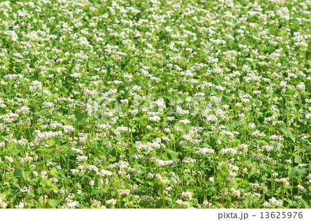 そばの花 13625976