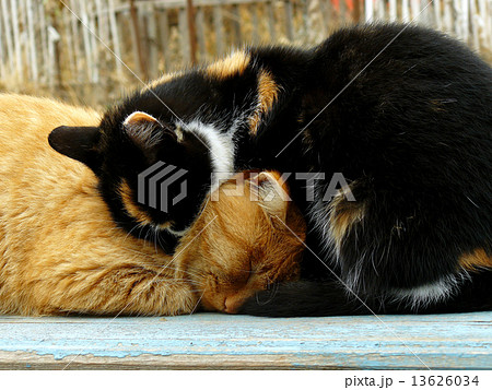 autumnal cats autumnal cats 13626034