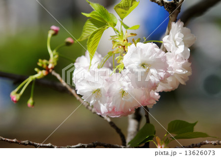 都市農業公園の美しい桜・松月の花と蕾と若葉 都市農業公園の美しい桜・松月の花と蕾と若葉 13626073